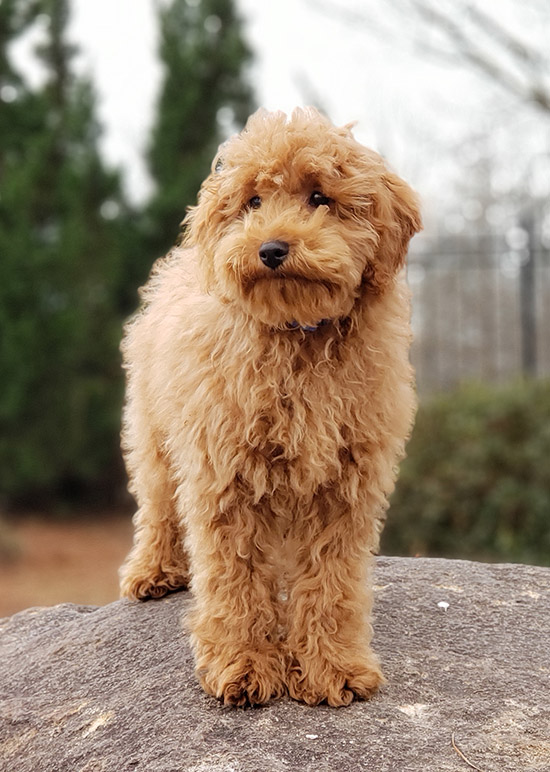 Tucker, Miniature poodle